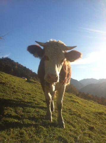Wohnung Edelweiss - Wohnen Auf Zeit - Homeoffice - Nah Am See - Buchbar Ab 28 Naechte Schliersee Kültér fotó